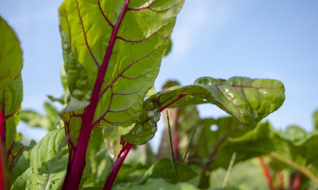 12.07.19 | Arche im Sommer