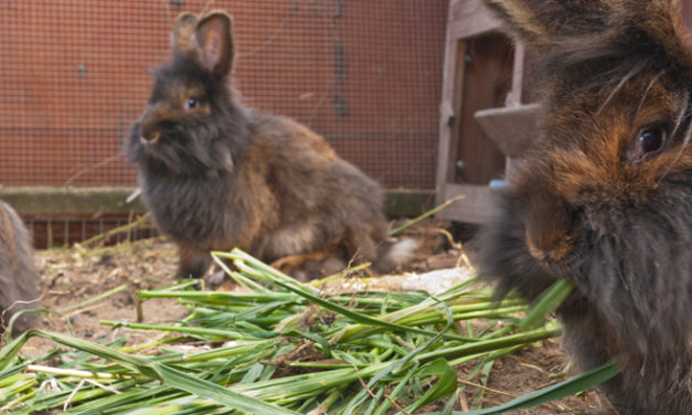 Bartkaninchen