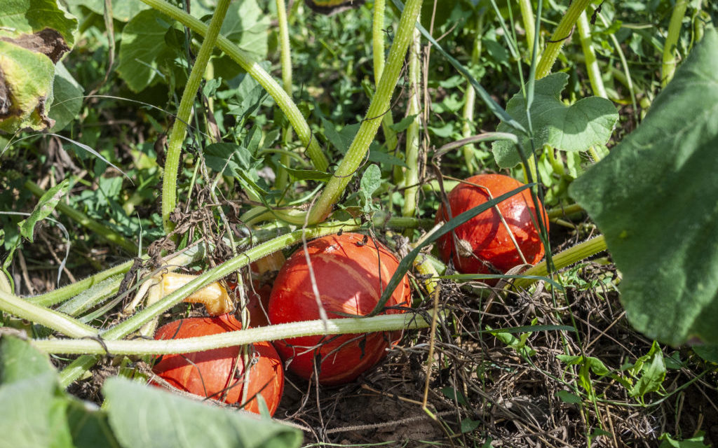 NEWSLETTER IM SEPTEMBER