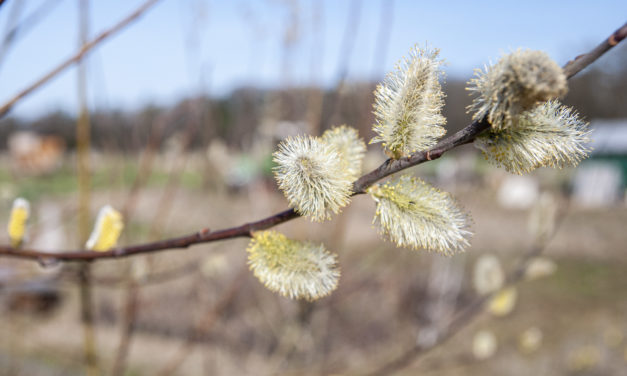 Frühling 2021 auf dem Acker