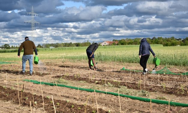 Gemeinsam ackern für morgen – Urban Farming auf dem Zukunftsacker